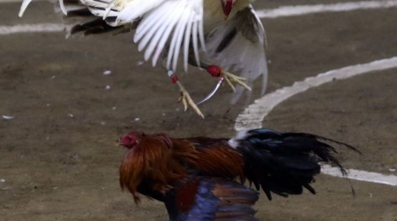 GAKING79 – Nền Tảng Đá Gà Trực Tuyến Xanh Chính 2026