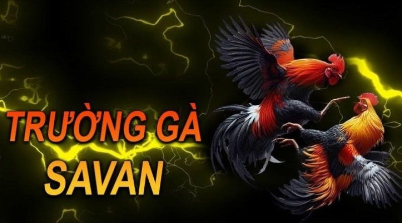 Vì Sao Trường Gà Savan Được Nhắc Đến Nhiều Năm Liền