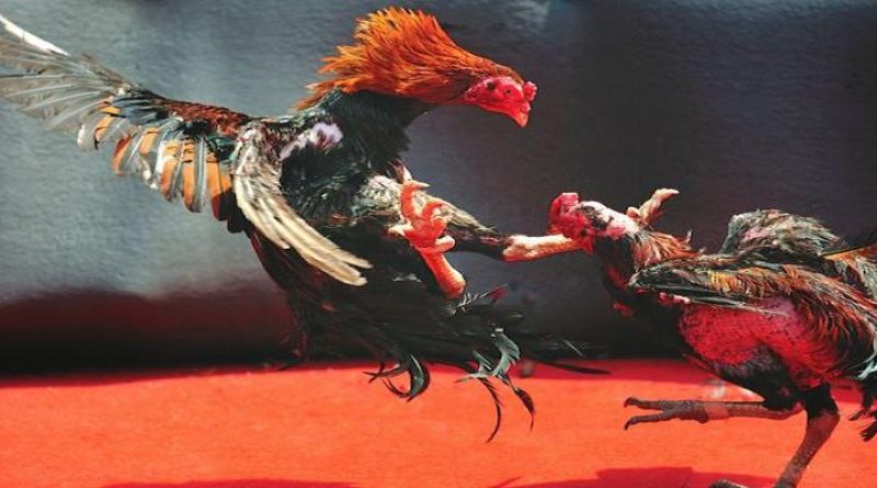 Đá Gà 789 Sunwin – Hướng Dẫn Tham Gia Và Phân Tích Cược